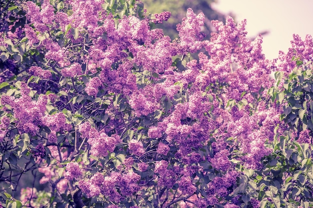 Cespuglio lilla nel giardino Sfondo floreale di primavera