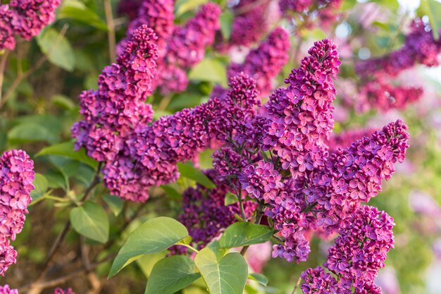 Cespuglio lilla sbocciante, nel giardino di primavera, fuoco selezionato