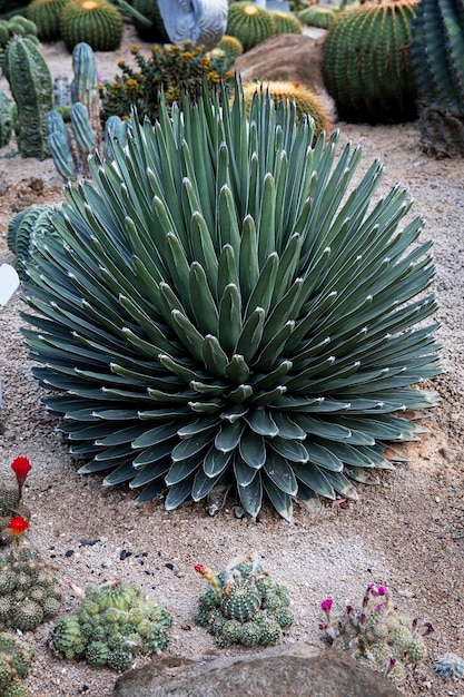 Cespuglio pieno di agave victoria in serra