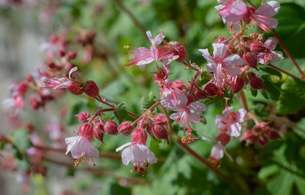 Cespuglio rosa in fiore in primavera