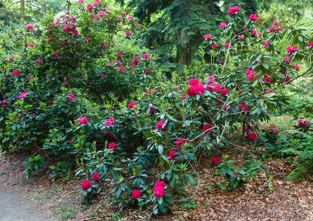 Cespuglio sbocciante del rododendro con i fiori rossi nel parco di estate