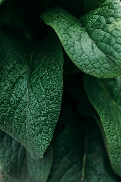 Cespuglio verde con il fondo delle foglie