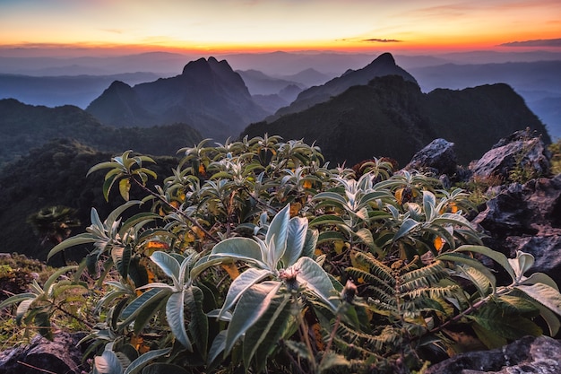 Cespuglio verde con il tramonto sulla catena montuosa nel santuario della fauna selvatica al parco nazionale di Doi Luang Chiang Dao, Chiang Mai, Thailandia