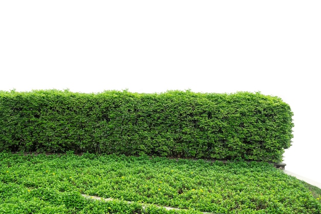 Cespuglio verde isolato su sfondo bianco