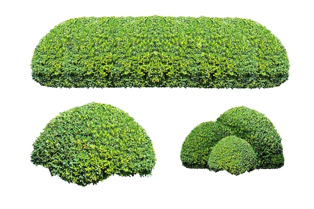 Cespuglio verde isolato su sfondo biancox9