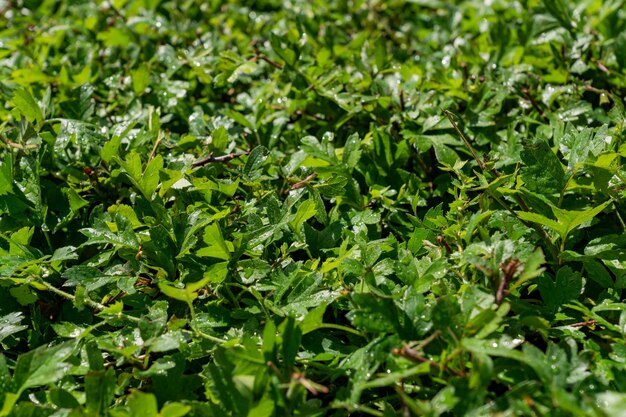 Cespuglio verde parete texture di sfondo Lussureggiante follia