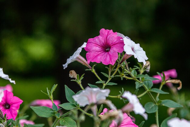 Cestini appesi di fiori di petunia