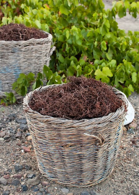 Cestini con gambi in vigna