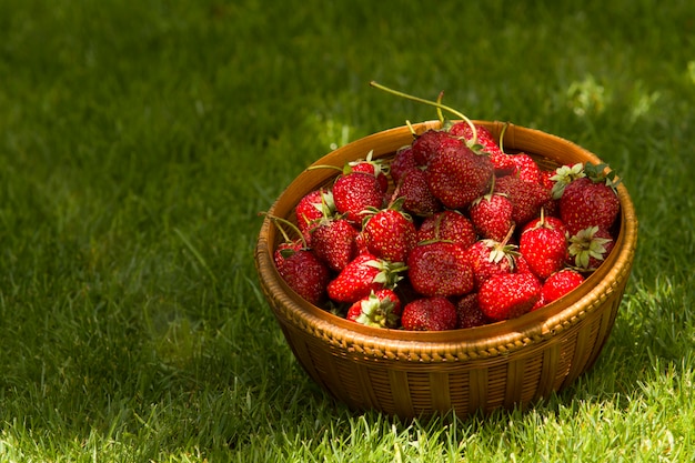 cestino con le fragole di giardino sull&#39;erba verde nel giardino