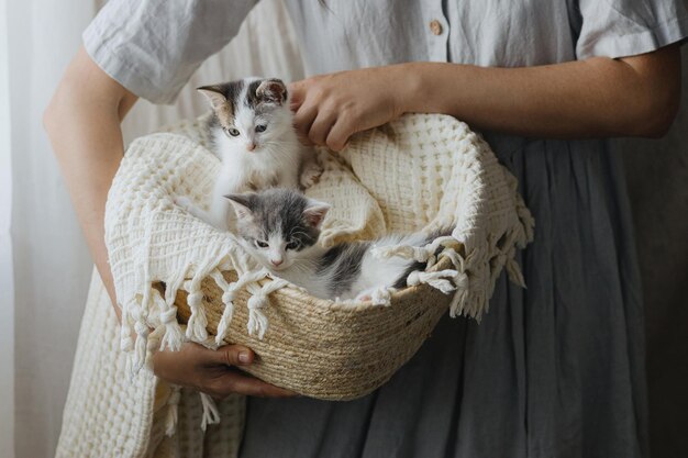 Cestino con simpatici gattini nelle mani della donna Donna in abito rustico con adorabili gattiniAdozione