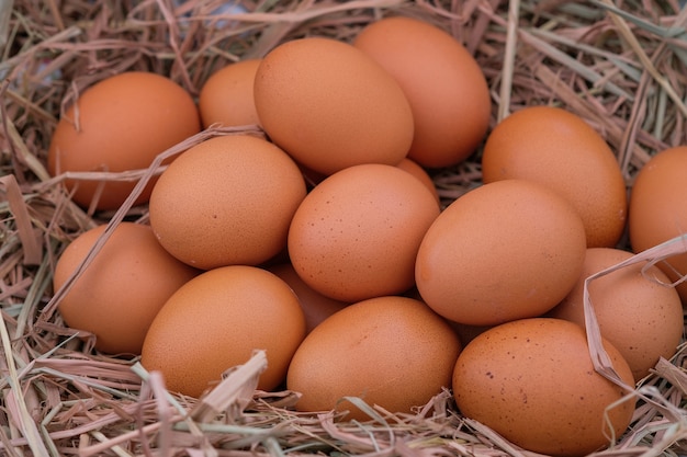 Cestino di uova di gallina / uova fresche del contadino