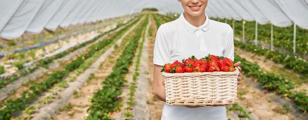 Cestino femminile della tenuta del giardiniere con le fragole mature