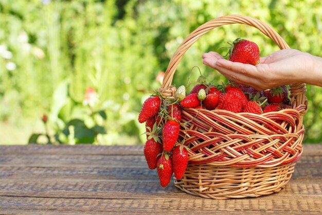 Cestino pieno con fragole mature rosse fresche appena raccolte e mano femminile che tiene una bacca