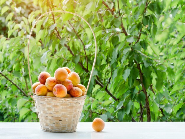 Cesto con albicocche in giardino