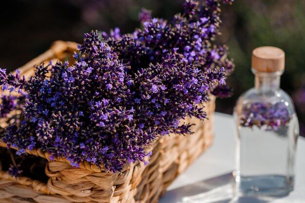 Cesto con bella lavanda nel campo di Provance con acqua di lavanda e candele Stagione della raccolta