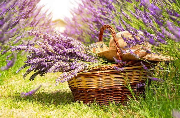 Cesto con fiori di lavanda e cappello di paglia sul campo di lavanda in estate