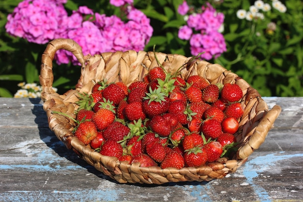 Cesto con fragole mature rosse sul tavolo all'aperto.