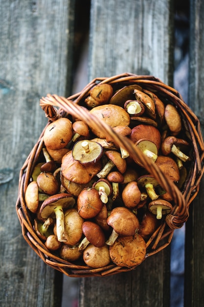 Cesto con funghi di bosco