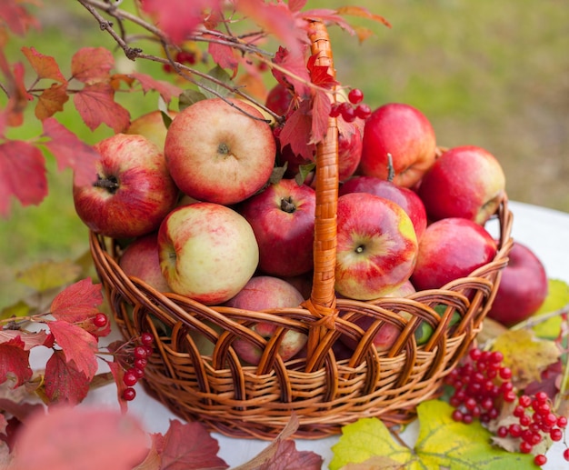 Cesto con mele sull'erba nel frutteto autunnale