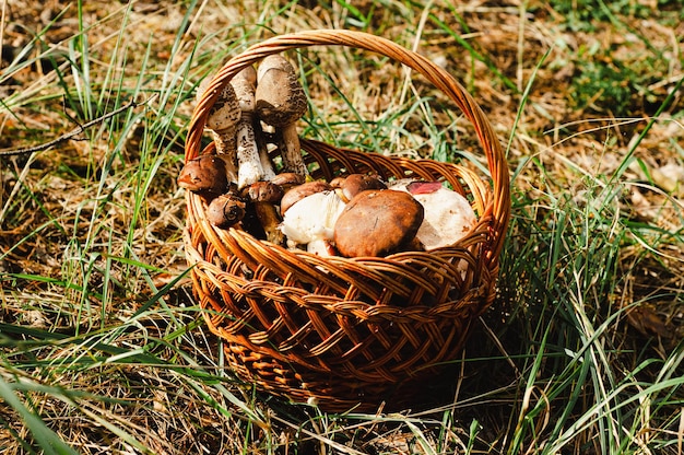 cesto con raccoglitori di funghi di bosco, autunno, raccolto, raccolta, polacco, ombrello, ostrica sull'erba ba