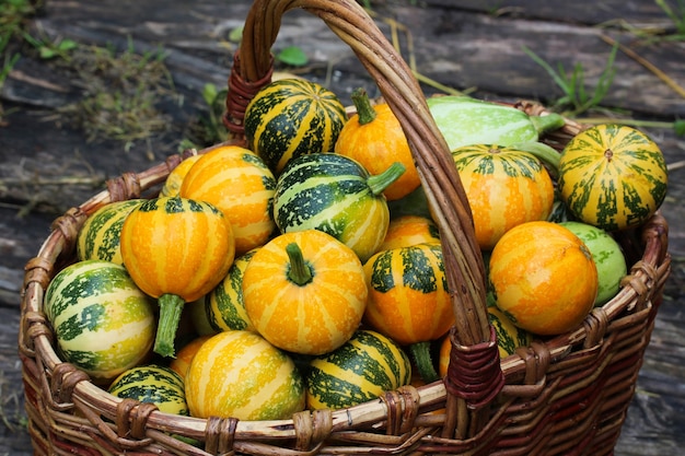 Cesto con sfondo di raccolta autunnale di zucche a strisce arancioni