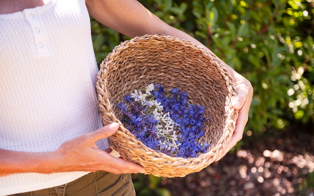 Cesto di fiori di campo per naturopatia e botanica