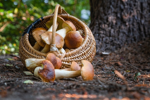 cesto di funghi porcini nel bosco in autunno