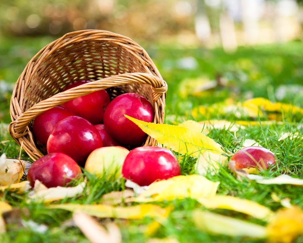 Cesto di mele succose sparse in un prato. Concetto di raccolto autunnale