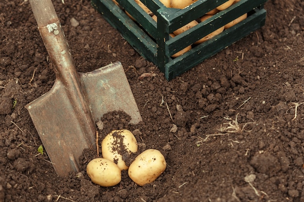 Cesto di patate novelle saporite fresche.