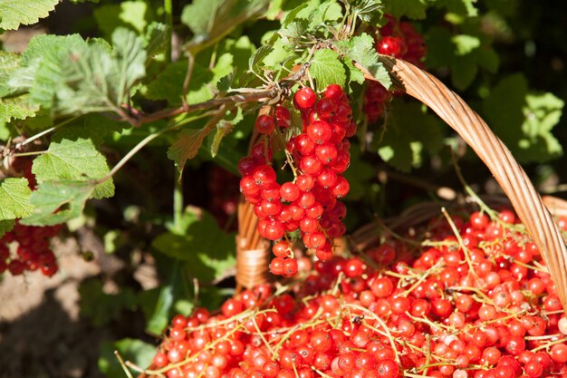 Cesto di ribes rosso in giardino