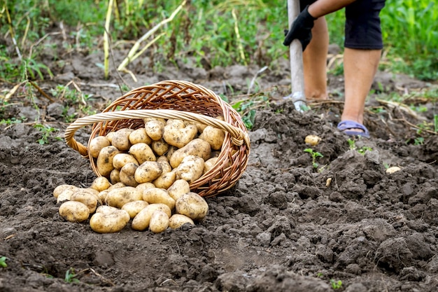 Cesto di vimini con patate in giardino