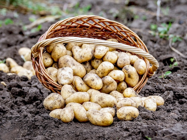 Cesto di vimini con patate in giardino