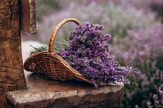 Cesto di vimini di fiori di lavanda appena tagliati su una panca di legno naturale tra un campo di cespugli di lavanda. Il concetto di spa, aromaterapia, cosmetologia. Messa a fuoco selettiva morbida.