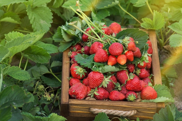 Cesto pieno di fragole fresche Piantagione all'aperto di campi con fragole pronte per la raccolta Un sacco di fragole fresche Tempo perfetto per la raccolta delle fragole