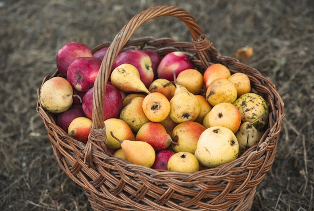 cesto pieno di frutta fresca mele e pere spezzate dall'albero