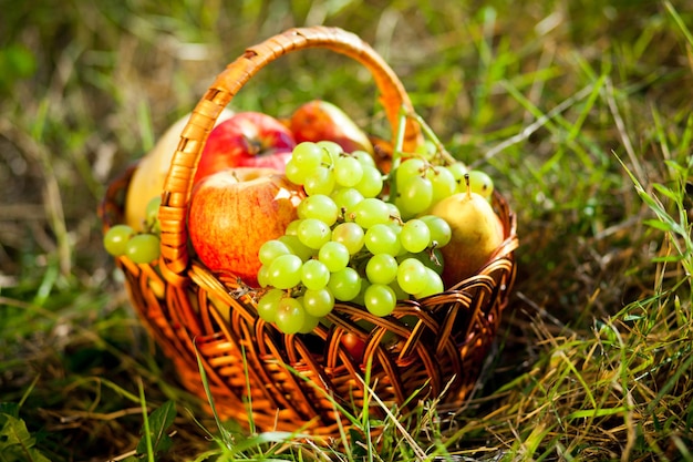 cesto pieno di frutta sull'erba