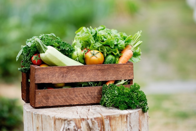 Cesto pieno di raccolta ortaggi biologici e radice in azienda biologica biologica.