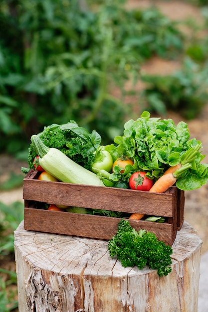 Cesto pieno di verdure biologiche raccolte e radici nella fattoria biologica biologica. Vendemmia autunnale.