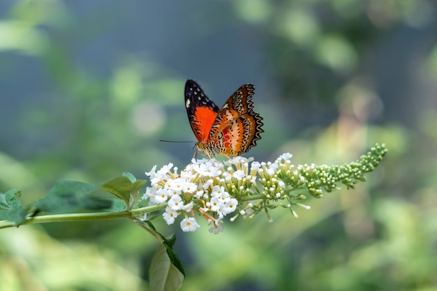 Cethosia hypsea arancione brillante o farfalla lacewing malese della famiglia Nymphalidae