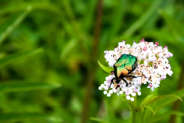 Cetonia aurata, chiamato il rinforzo rosa o il rinforzo rosa verde