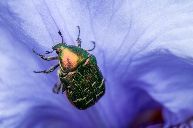 Cetonia aurata e petalo viola