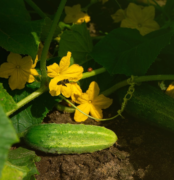 Cetrioli che crescono in un orto in estate con frutti verdi e fiori gialli