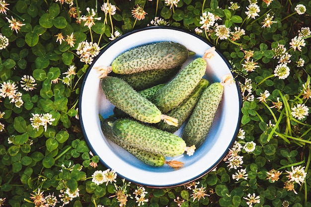 Cetrioli freschi in una ciotola a terra verdure raccolte in orto biologico