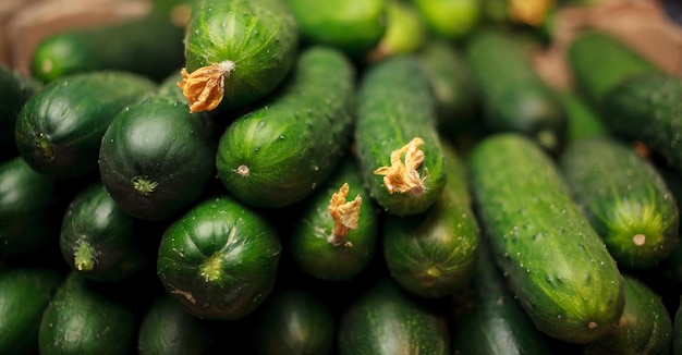 cetrioli freschi sul bancone di un supermercato di una drogheria cetrioli verdi giovani freschi