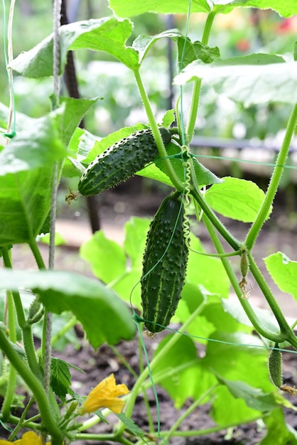 Cetrioli in giardino che crescono in giardino