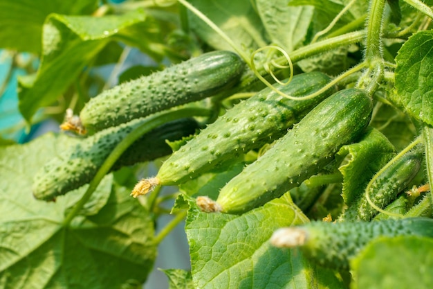 Cetrioli maturi freschi che crescono in serra da vicino