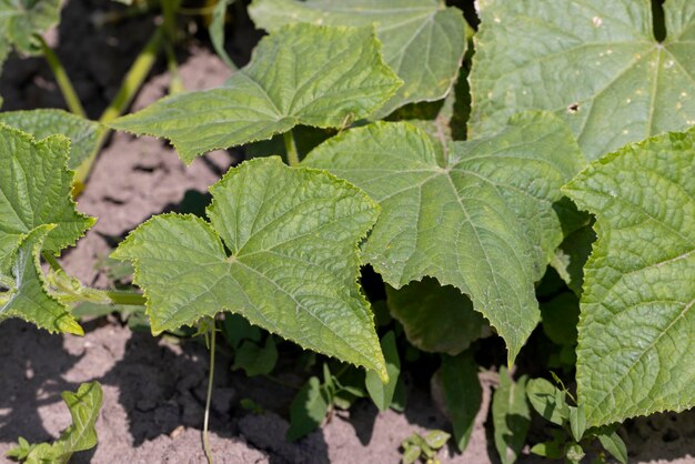 Cetrioli verdi su un campo di volo