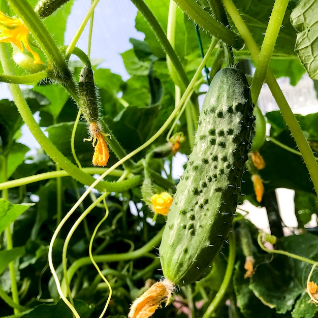 Cetriolini verdi maturi dei cetrioli sui cespugli in serra di estate, raccolta