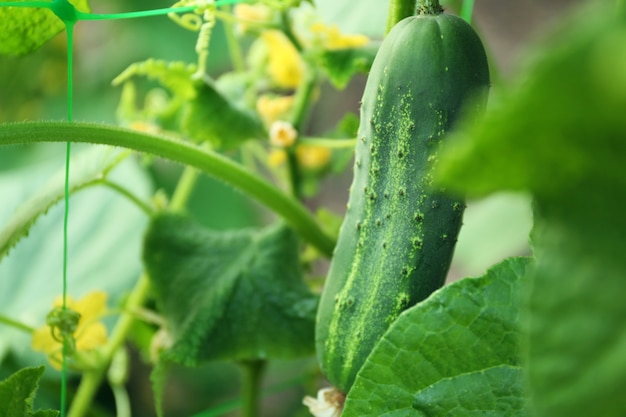 Cetriolo che cresce in giardino