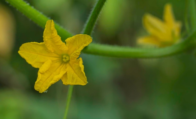 Cetriolo che fiorisce nel concetto del cetriolo di coltivazione del giardino